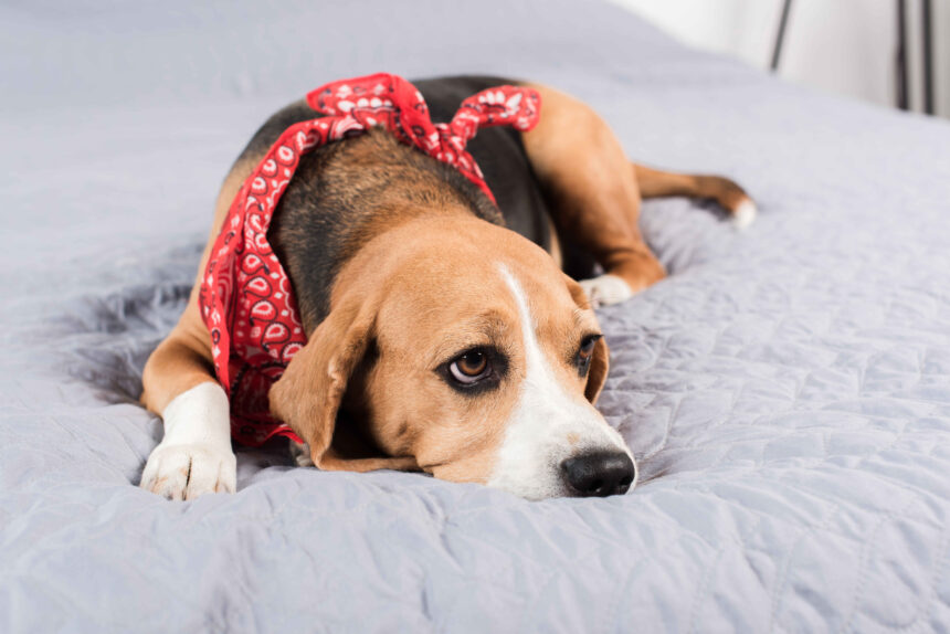 A sad-looking beagle dog with a red bandana lying on a gray bed, looking directly at the camera