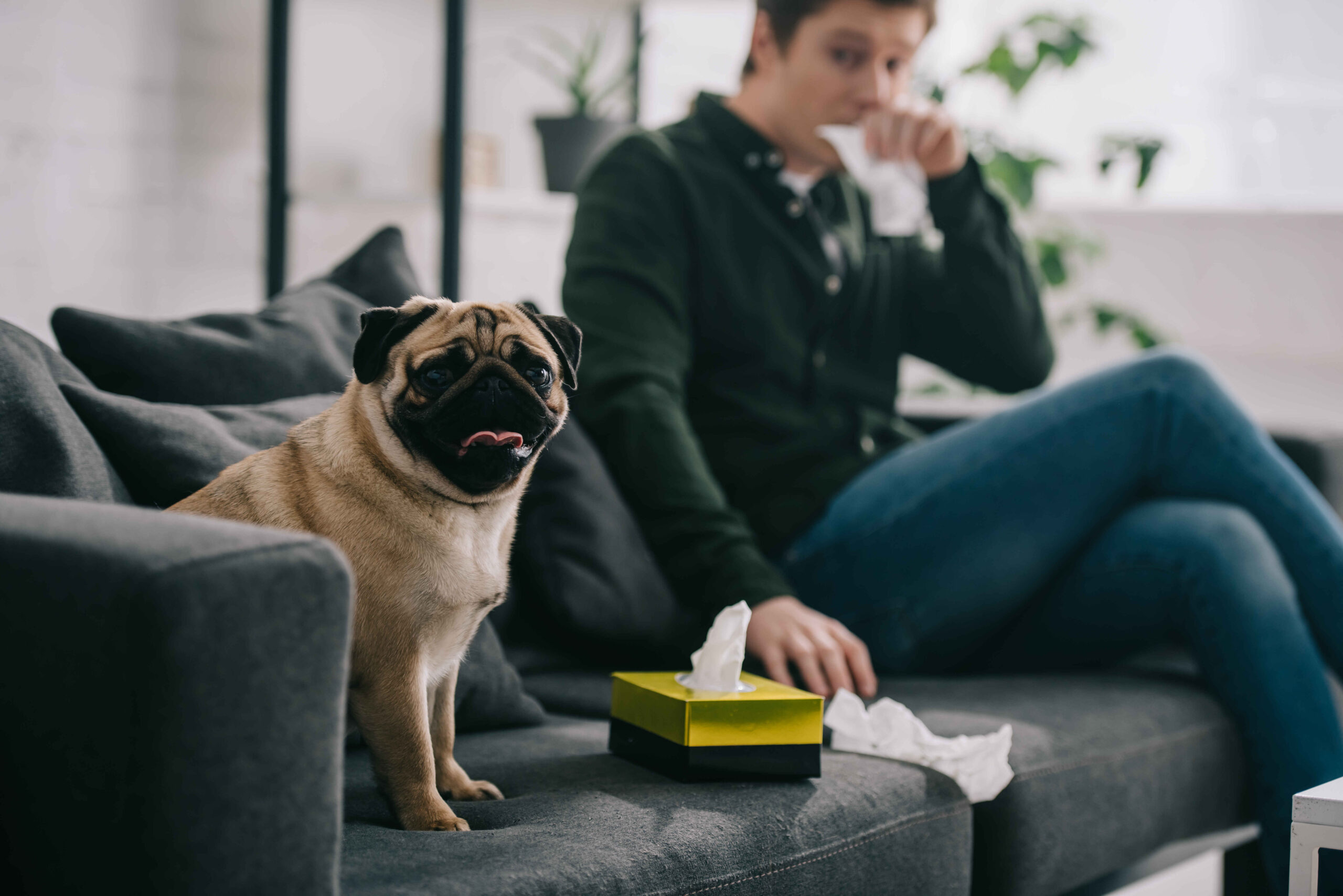 Cute fawn pug standing on gray couch next to yellow tissue box, tongue out, looking curious while blurred man in background blows his nose