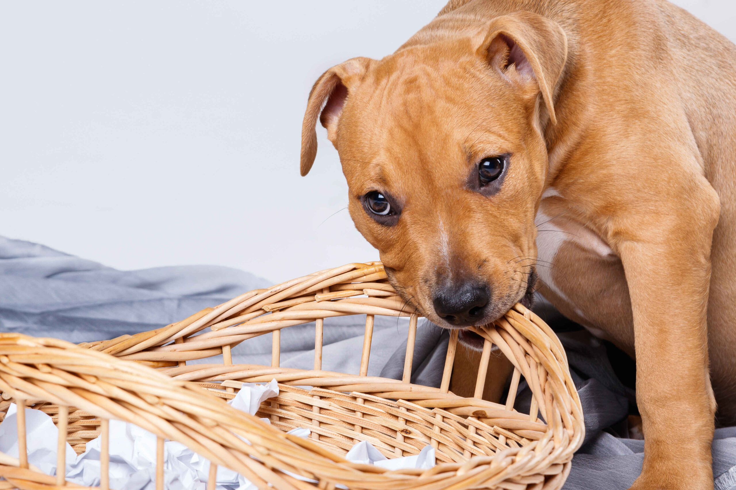 A Staffordshire Terrier puppy chewing on a wicker basket indoors.