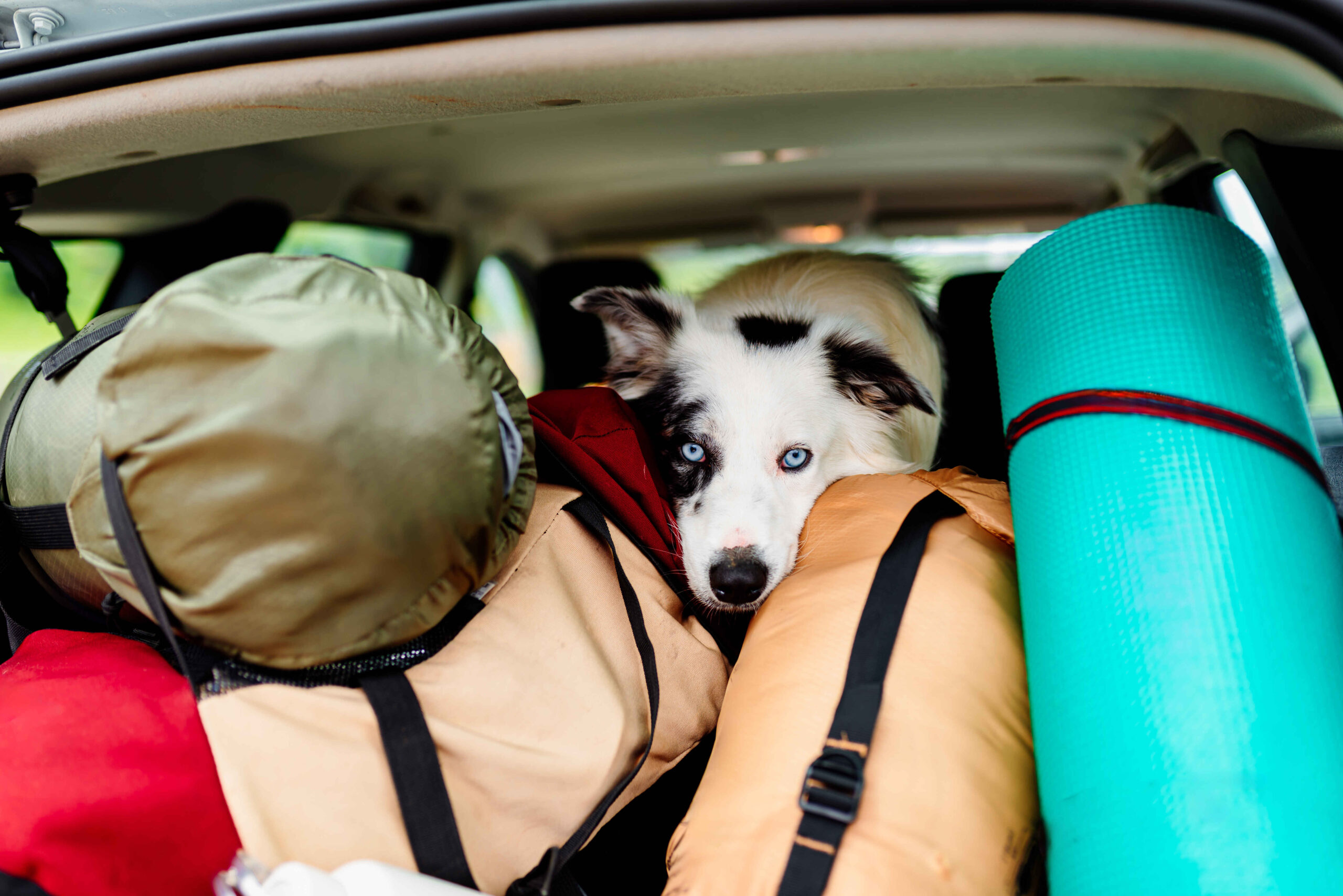 Dog sitting in car trunk with travel bags and camping gear