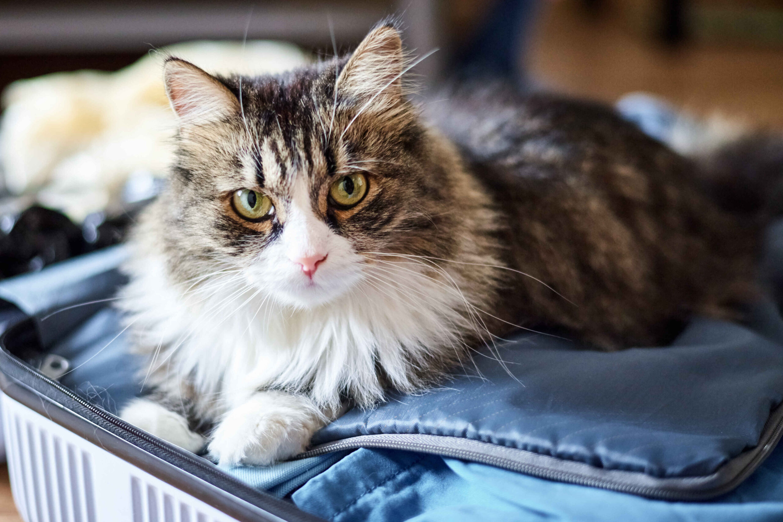 Close-up of a fluffy long-haired tabby cat with green eyes lying inside an open blue suitcase, looking directly at the camera