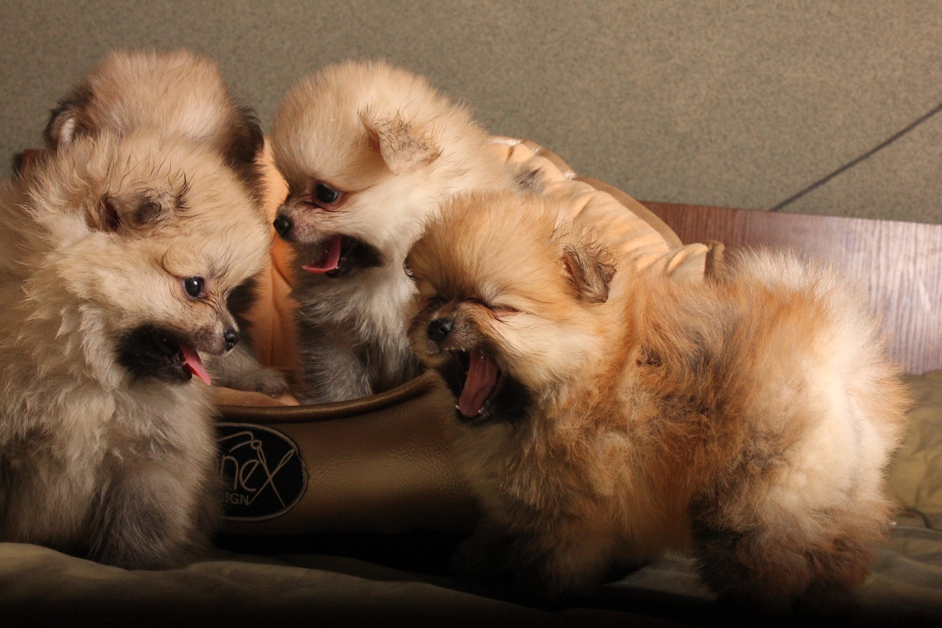 6 Best Dog Food diet For Pomeranian Puppies