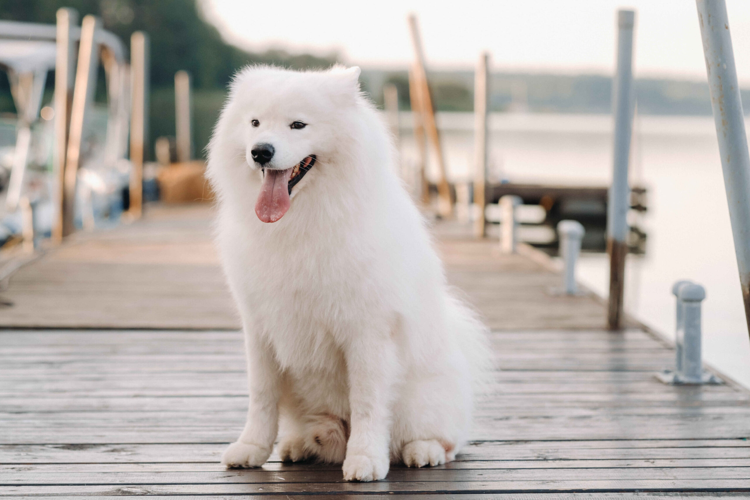 Samoyed dog sitting on wooden dock fluffy white dog
