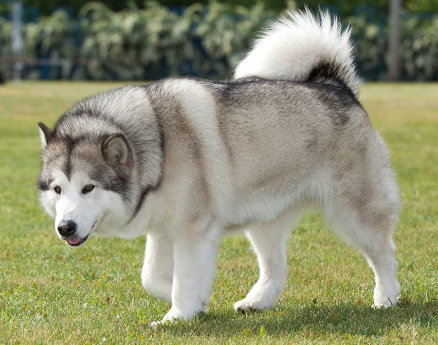 Purebred Alaskan Malamute dog on the green grass