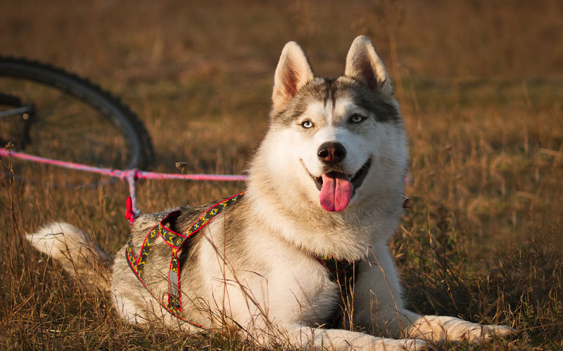 Alaskan Husky Mix