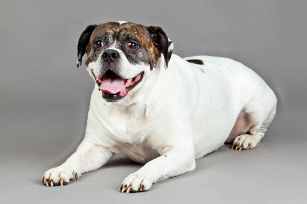 American Bulldog lying down white brindle happy dog