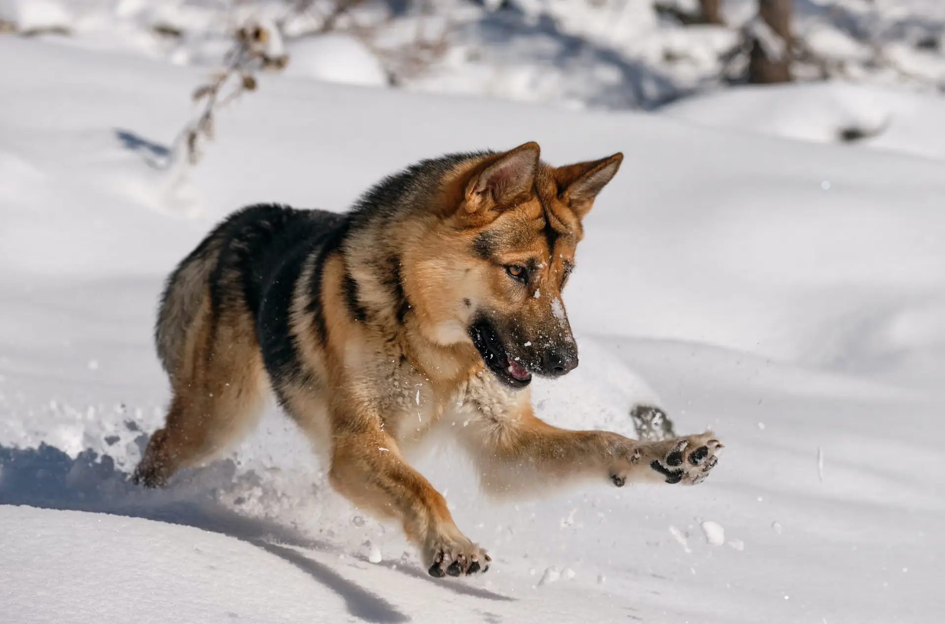 Appearance of the German Shepherd