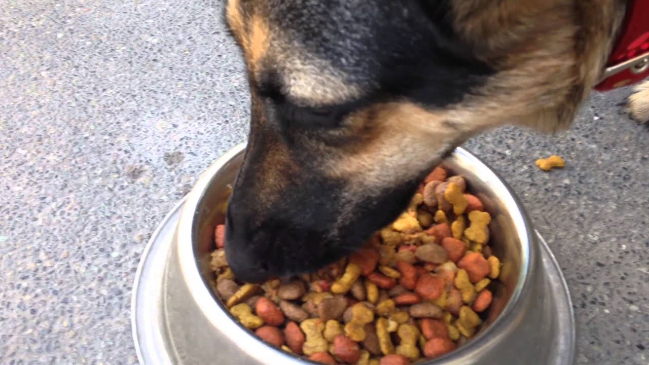 What are the Nutritional Needs of a German shepherd?