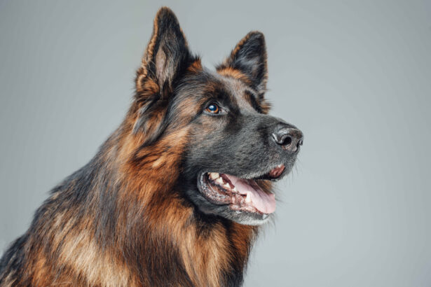 German Shepherd dog portrait side profile close-up