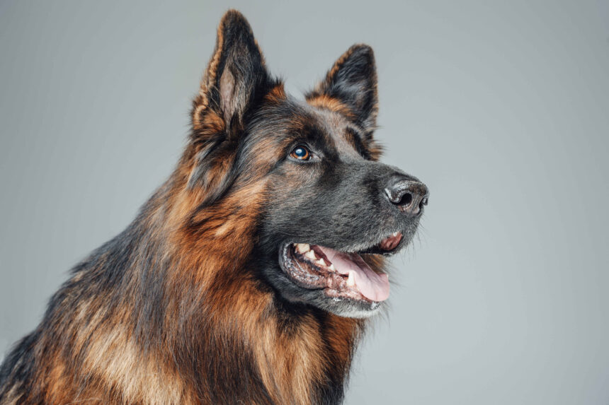German Shepherd dog portrait side profile close-up
