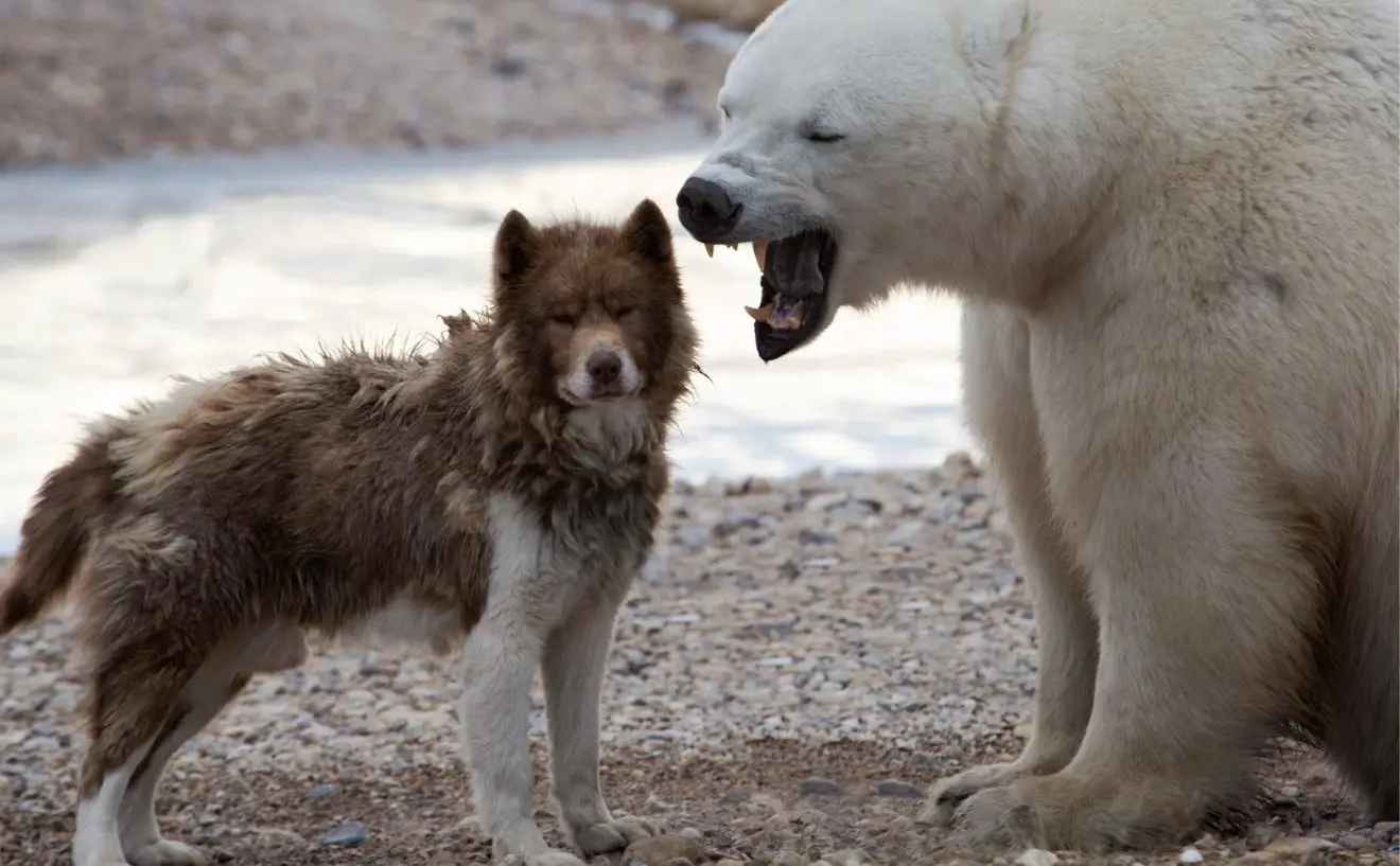 Canadian-Eskimo-Dog-or-Canadian-Inuit-Dog