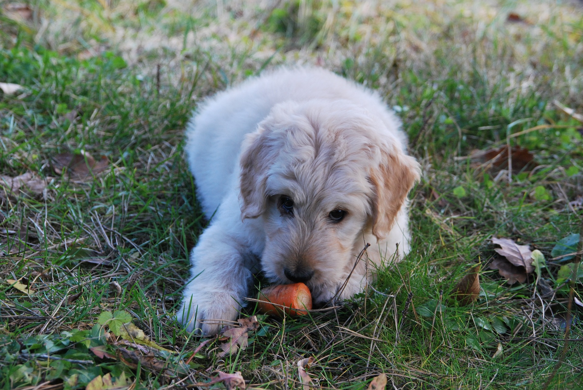 Certain fruits and vegetables dogs can eat