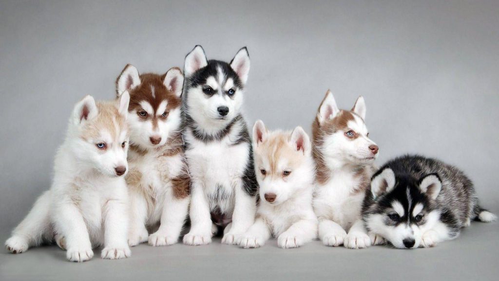 Different Types of Husky Mix Dogs