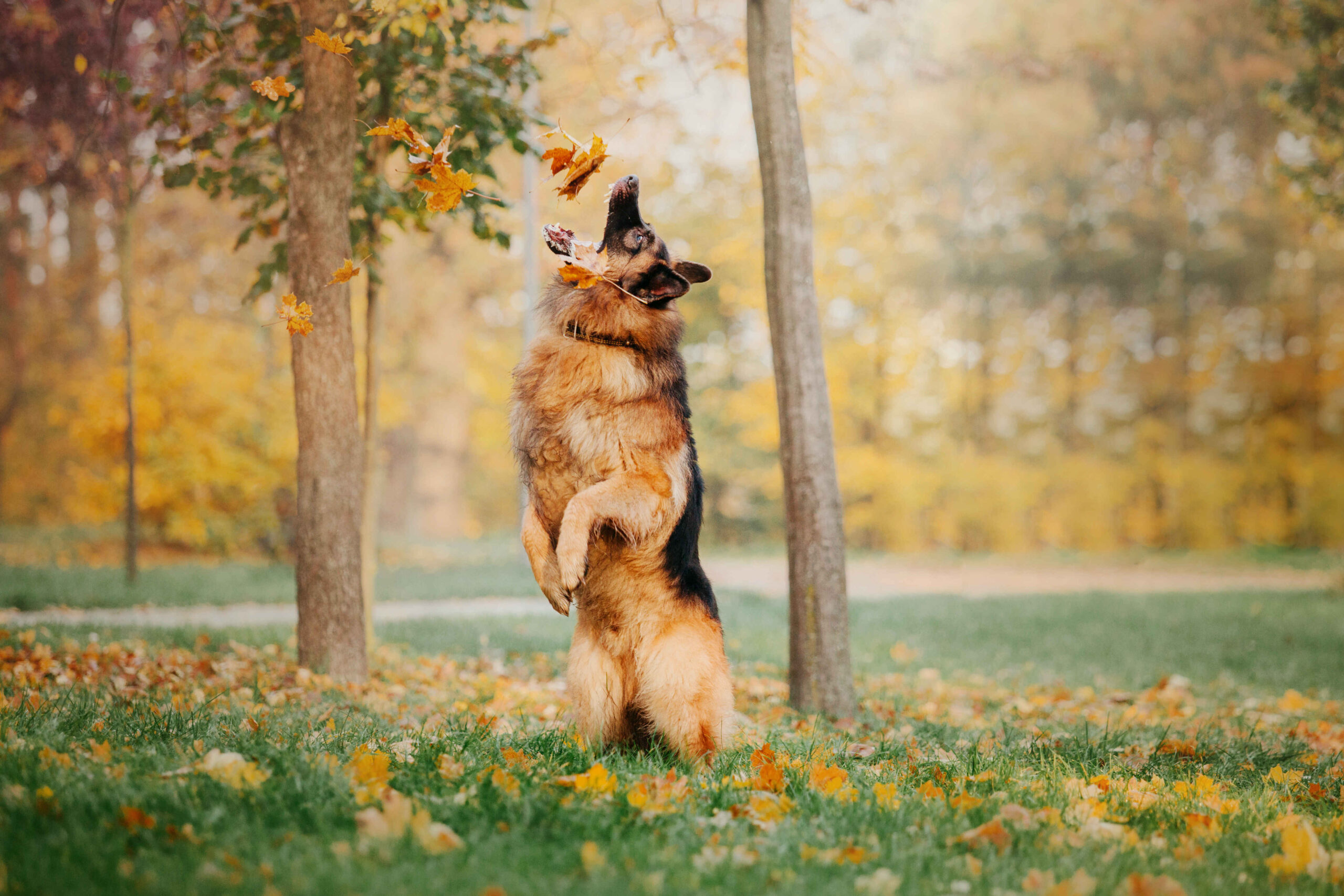 German Shepherd jumping catching leaves autumn park
