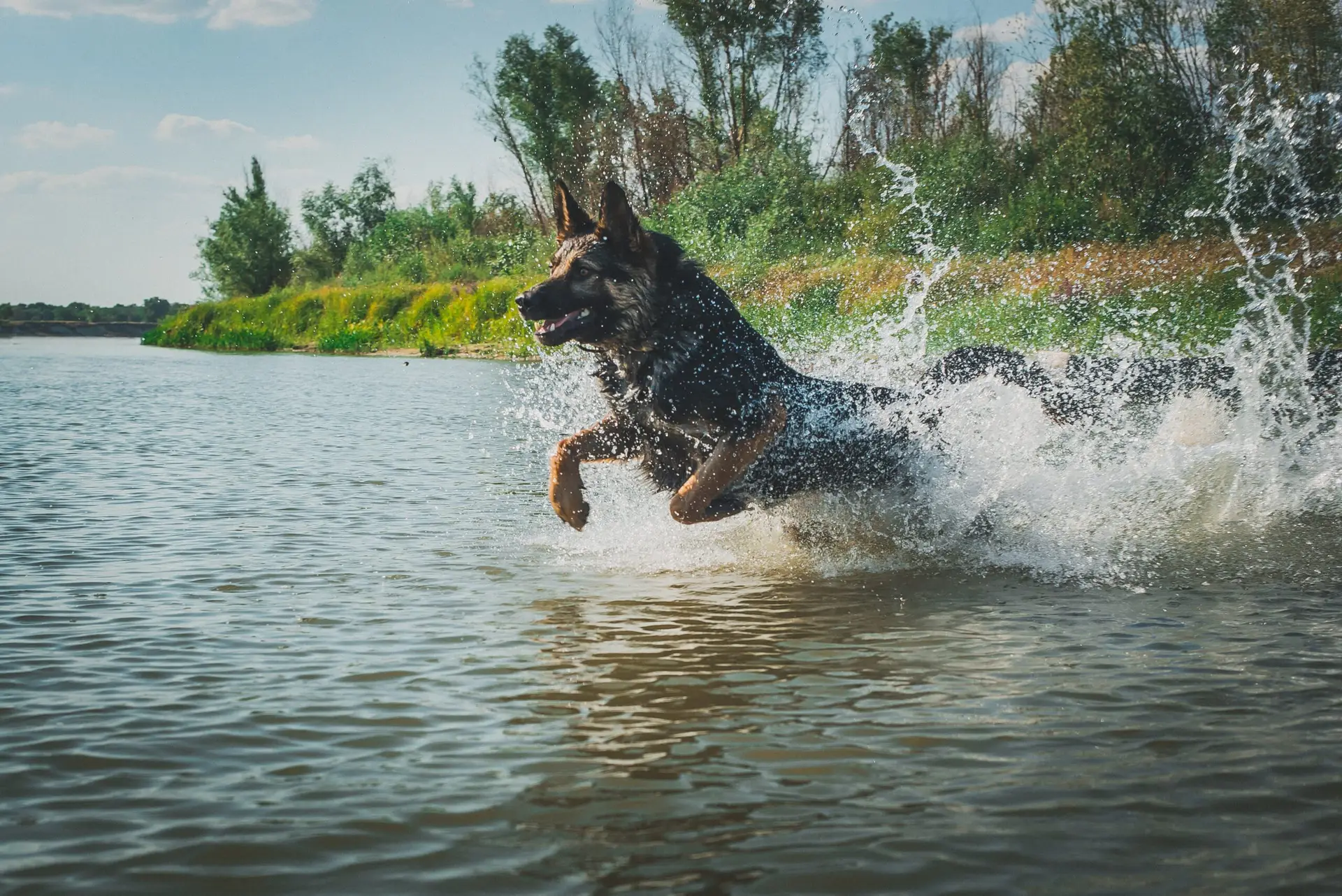 German Shepherd Health and Care