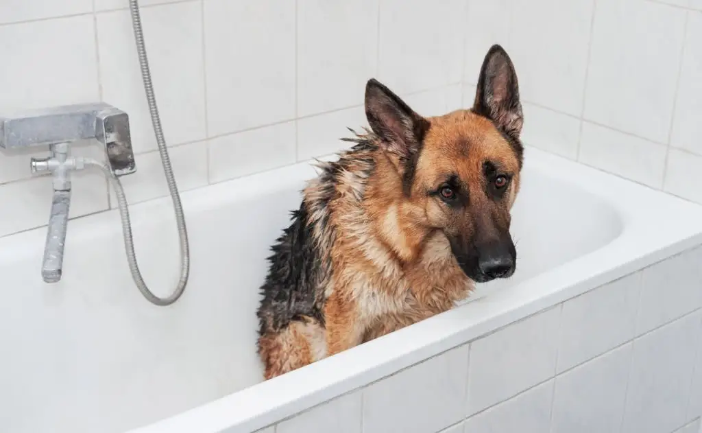 German shephered Grooming