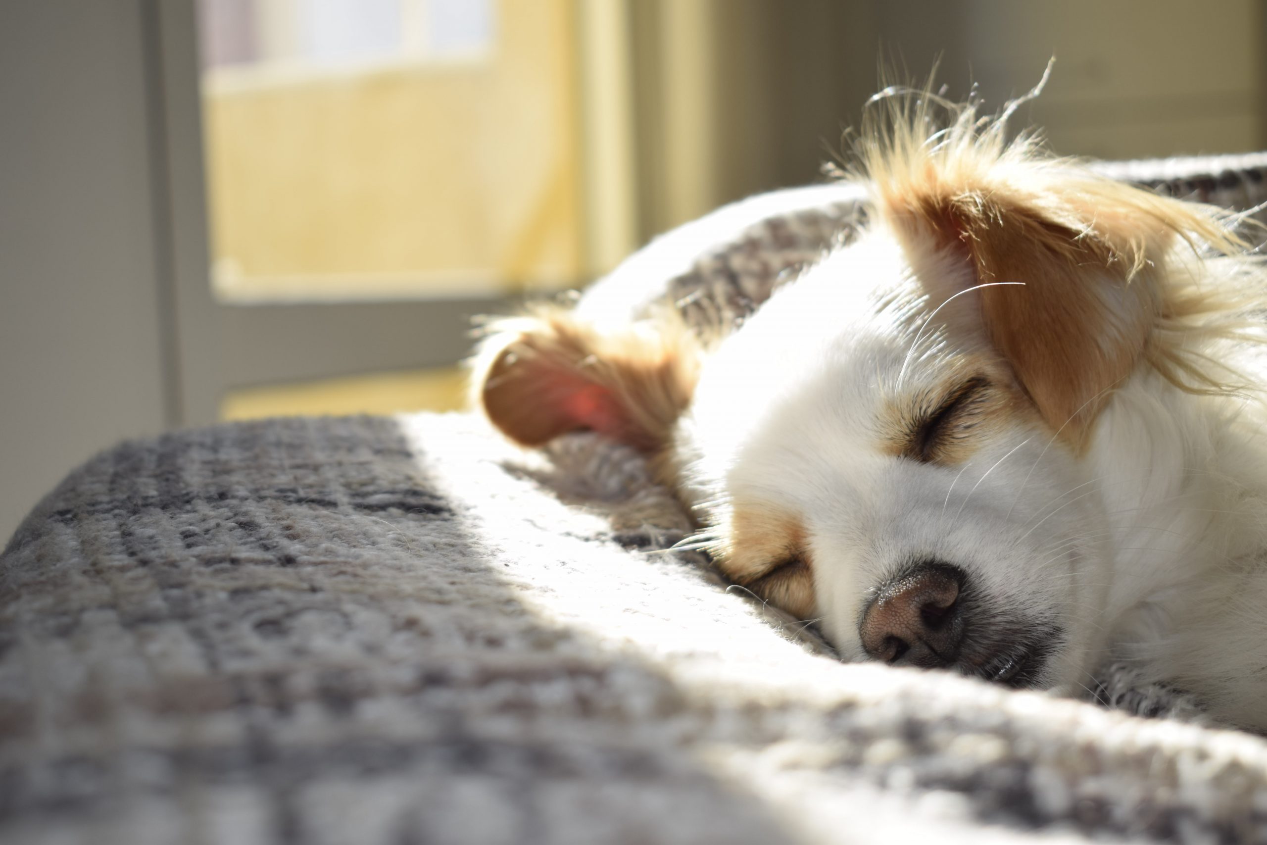 Bed wetting in dogs: Why Does My Dog Pee on My Bed?
