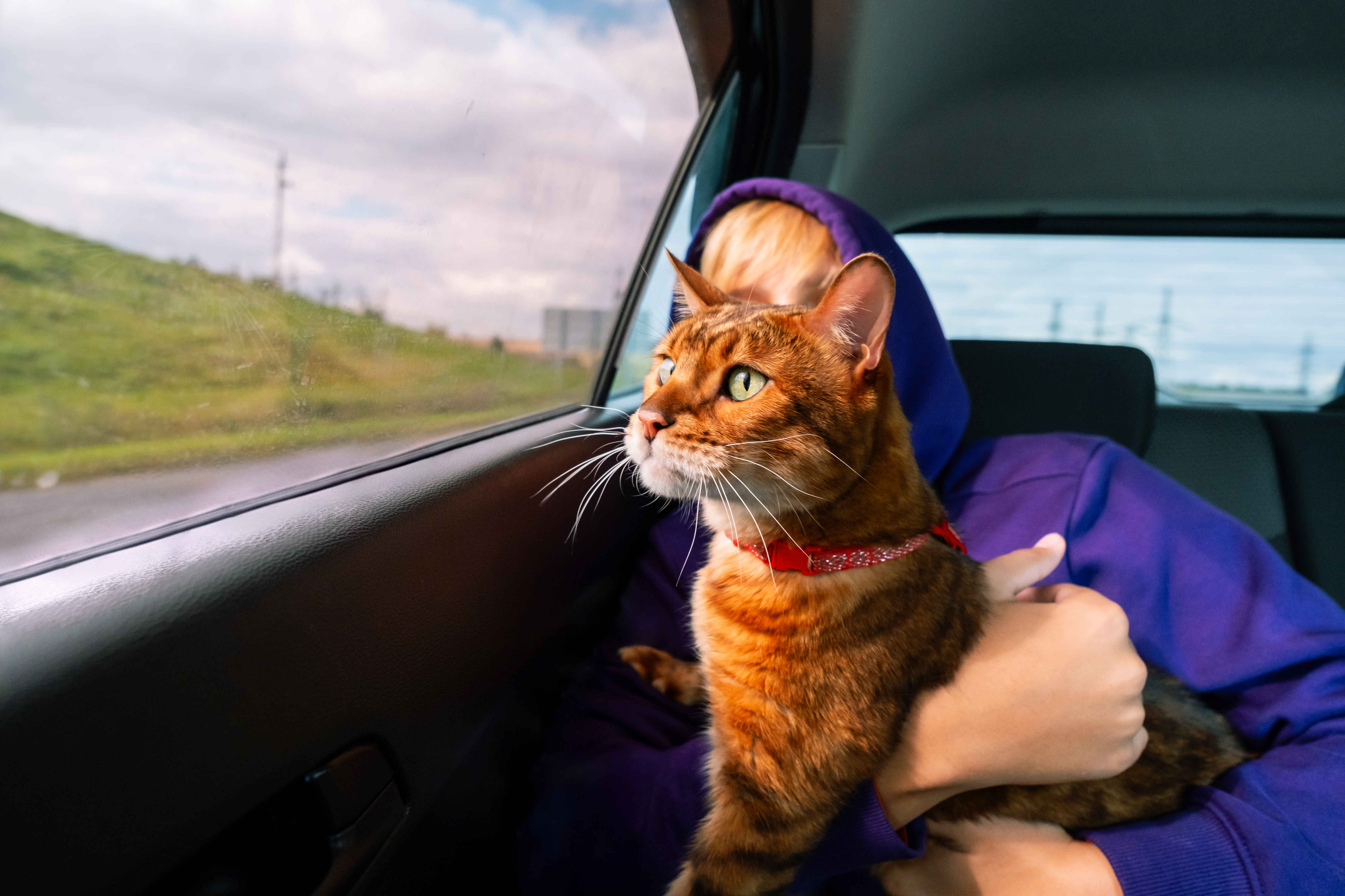 How to Travel With a Cat safely by keeping your pet secure and calm during car rides