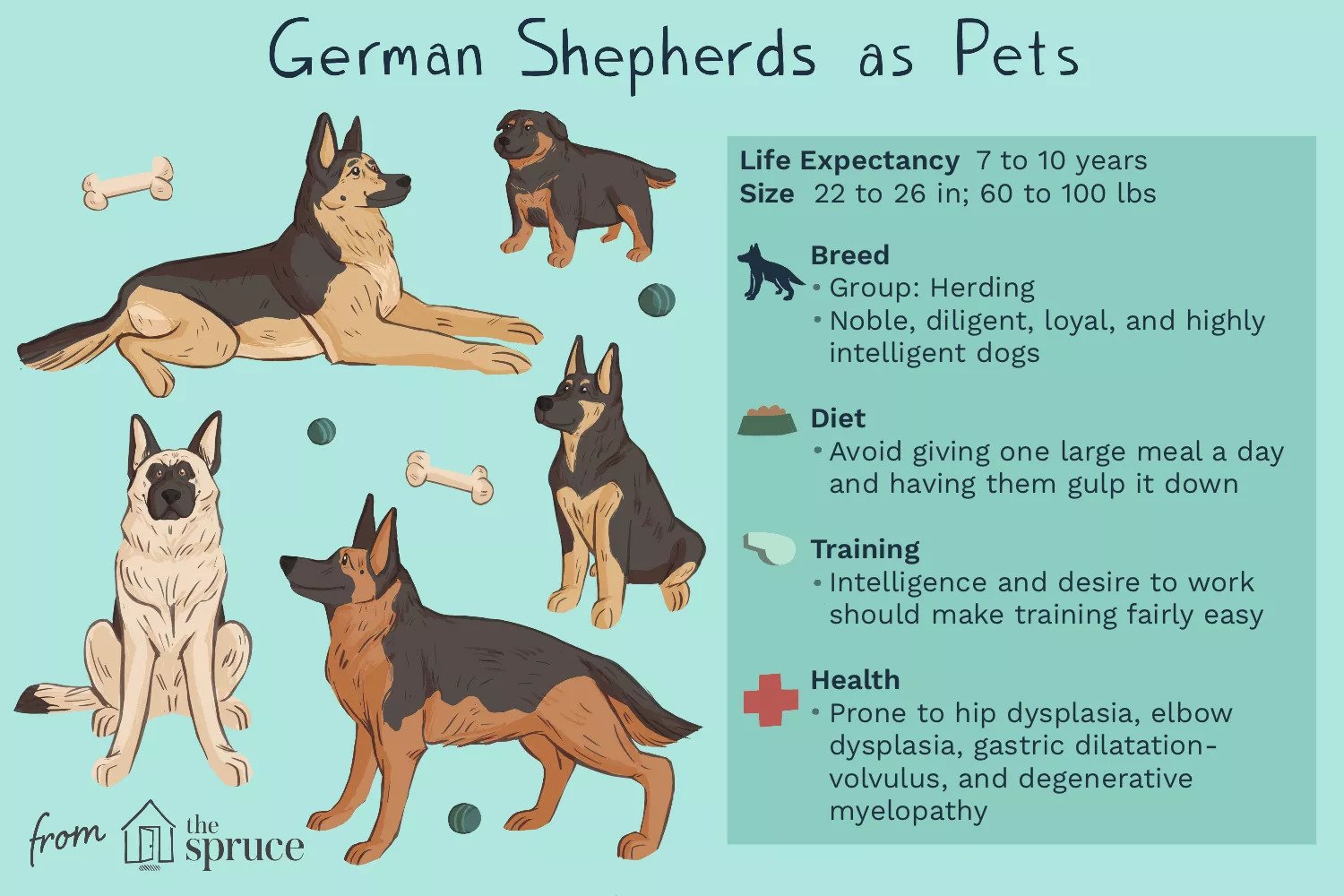 Illustration The Spruce - Emilie Dunphy - German shepherd as pets 