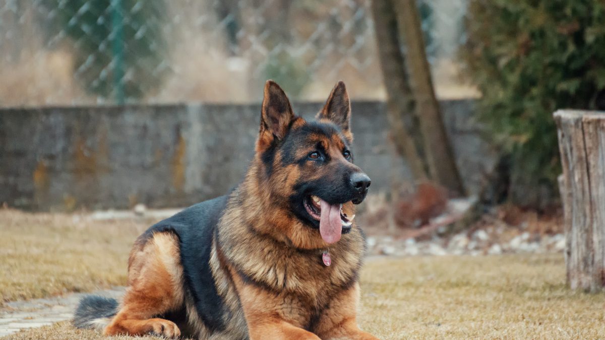 are german shepherds good family dogs