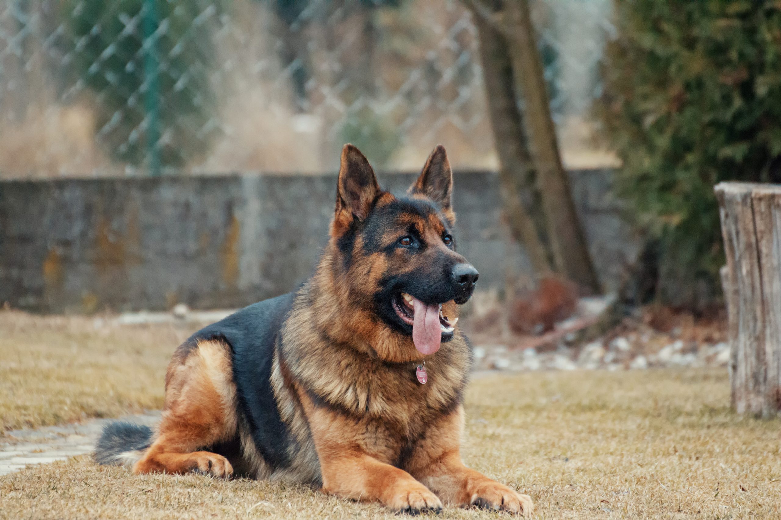 german shepherd family dog