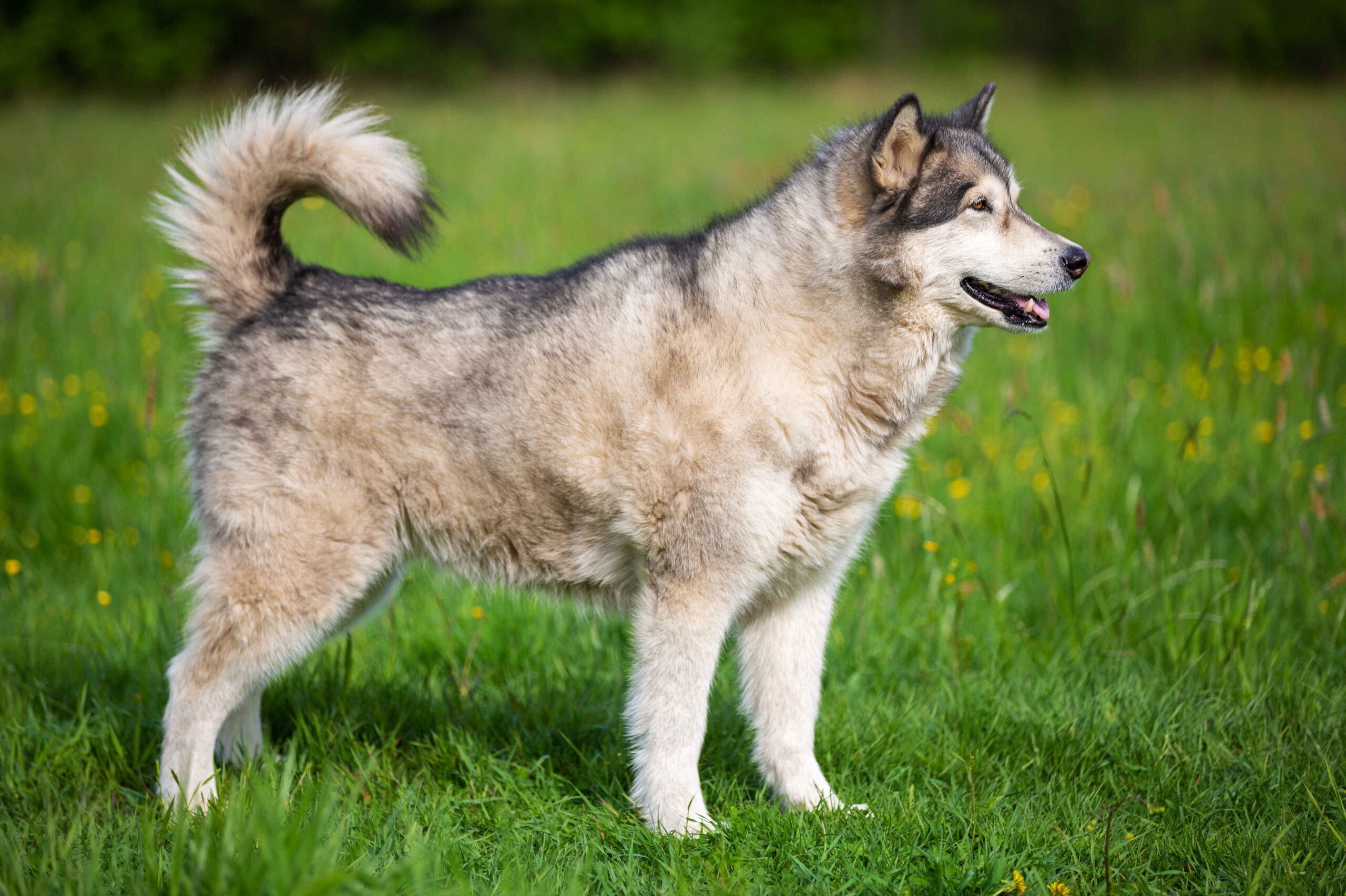 Alaskan Malamute standing in grass fluffy sled dog
