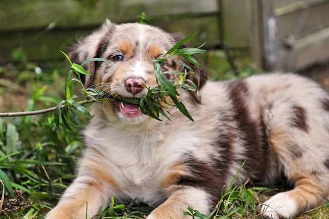 Poisonous plants for dogs