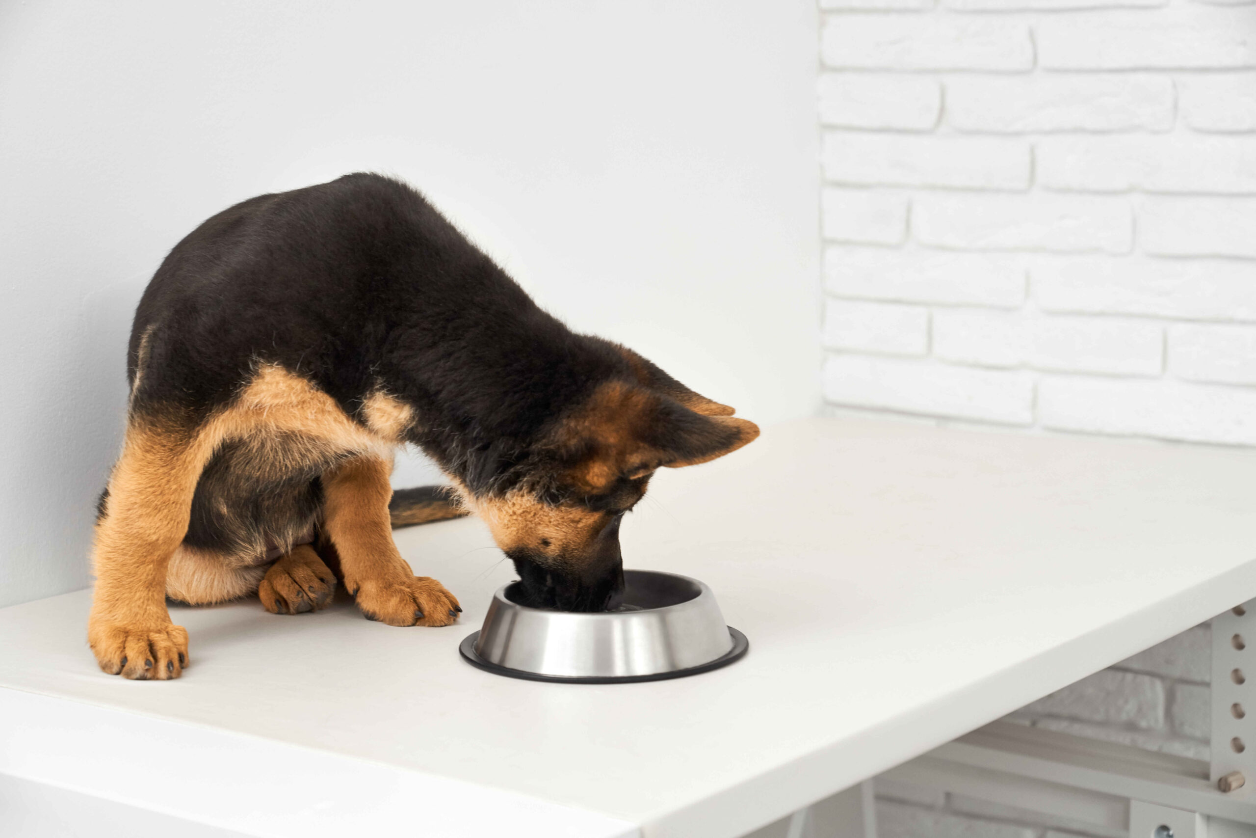 German Shepherd puppy eating from bowl portion control nutrition