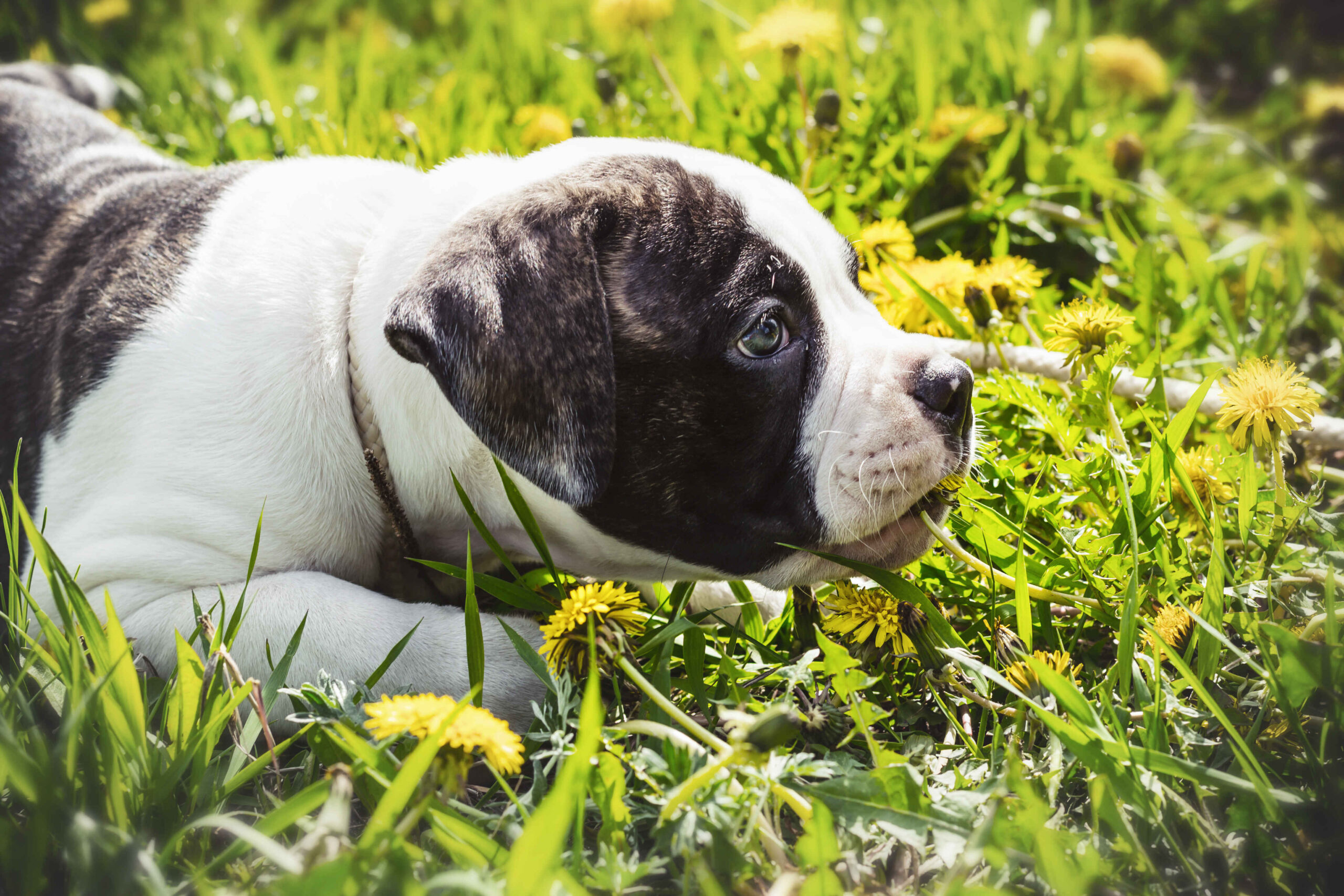 American Bulldog puppy lying in grass with yellow flowers