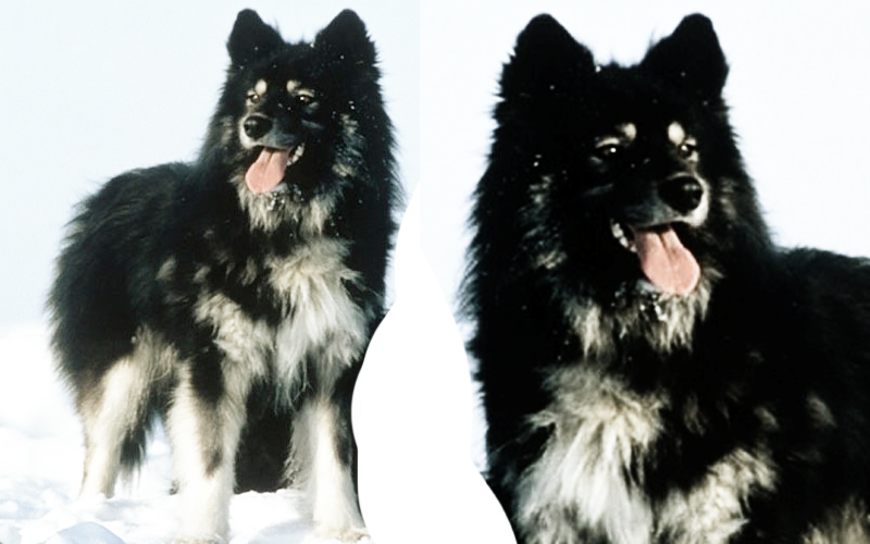 Sakhalin Husky