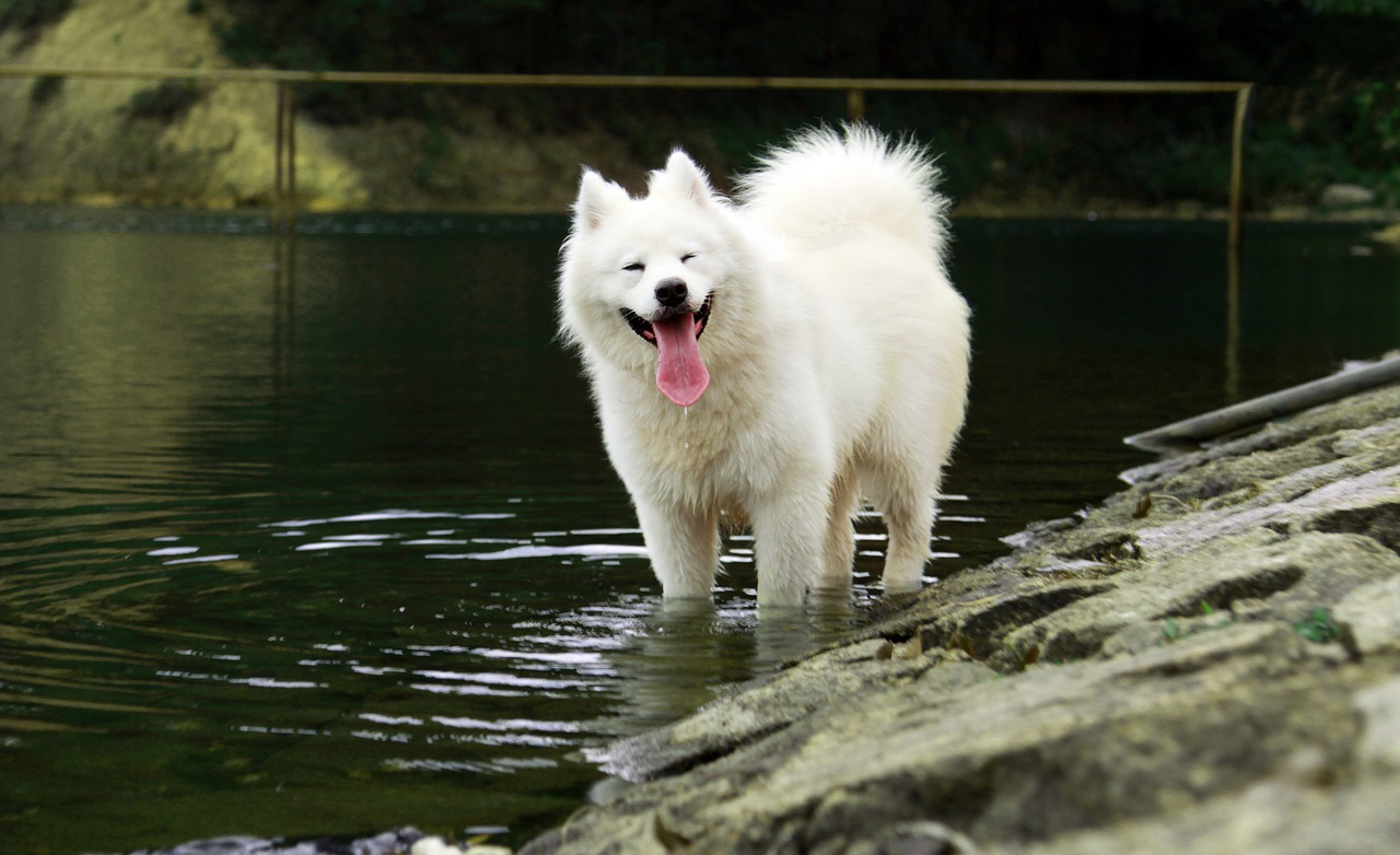 Samoyed dog breed 