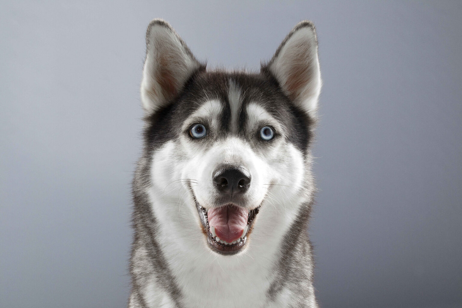 Siberian Husky with bright blue eyes smiling on gray background