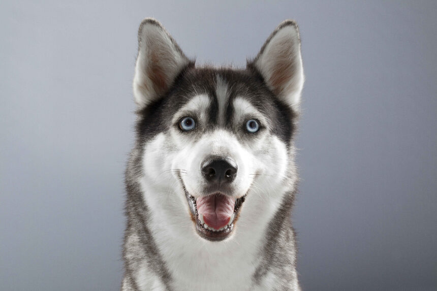 Siberian Husky with bright blue eyes smiling on gray background