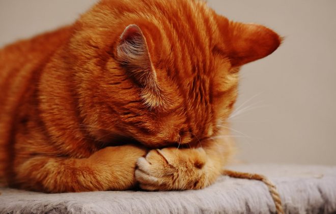 Cat 's Meow: Survey Says Owners Love, Misunderstand Feline Friends