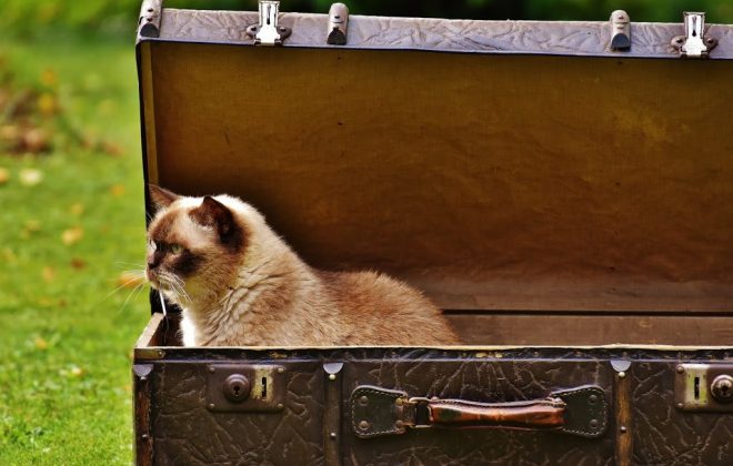 Sweeten the Kitty: Tips for Easier Traveling with your Pet