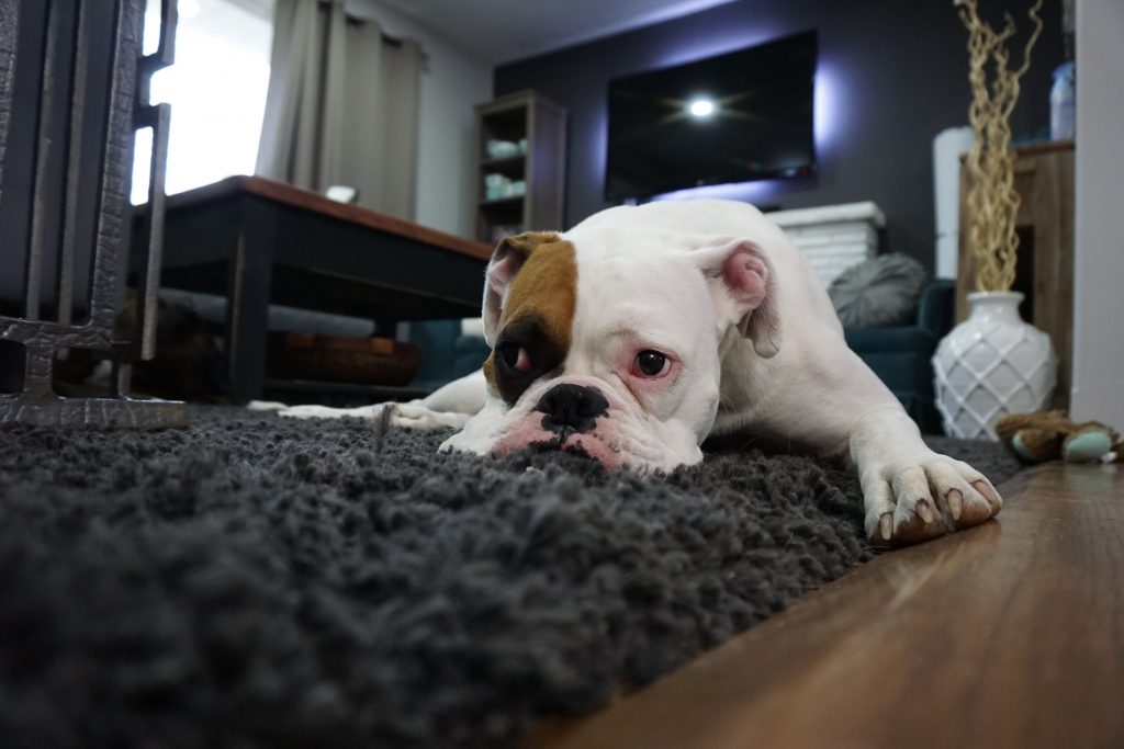 Tips for Finding Pet-Friendly Carpeting