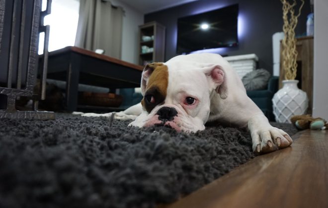 Pet-Friendly Carpeting - 7 Tips for Pet Owners