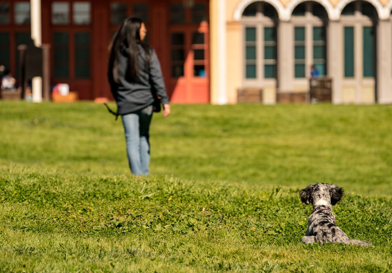 Too Much Dog Barking? Ignore it!