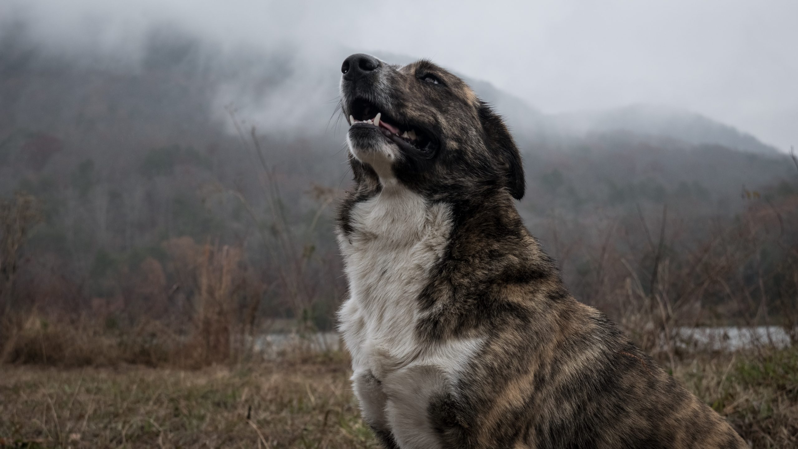 Dog Barking- Train Your Dog. Teach him the quiet command