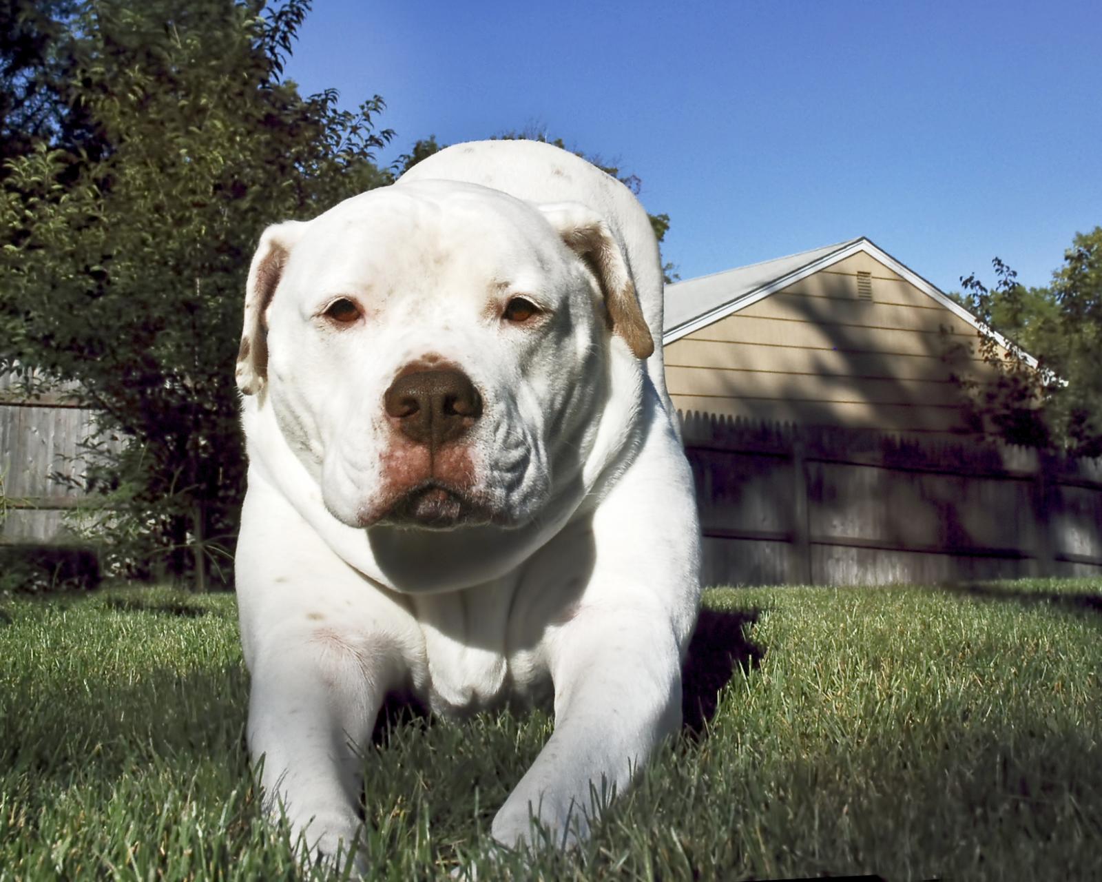 All You Need to Know About The American Bulldog Breed ...