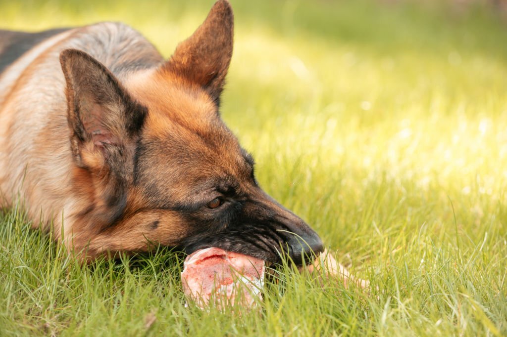 What are the Nutritional Needs of a German shepherd?
