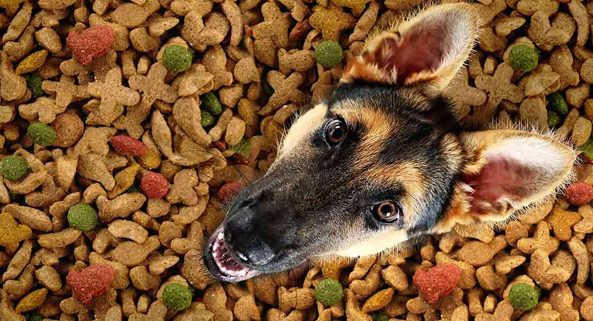 What are the Nutritional, protein and fat Needs of a German shepherd