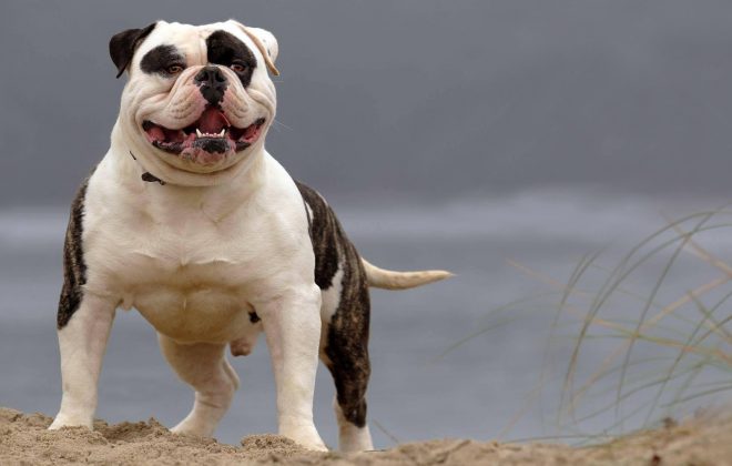 all you need to know about the american bulldog breed characteristics