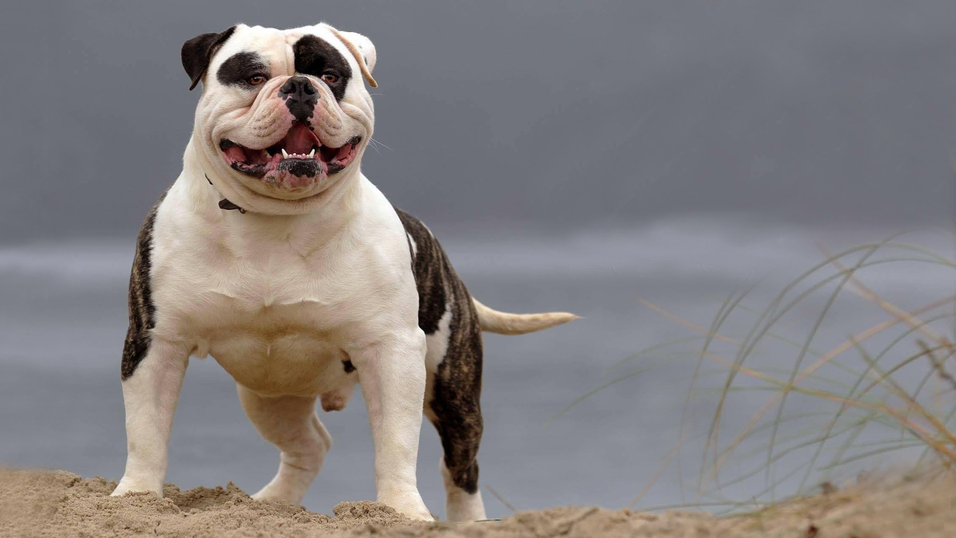 are american bulldogs dangerous dogs