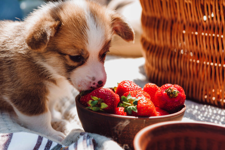 A cute brown and white puppy eating fresh strawberries from a wooden bowl outdoors