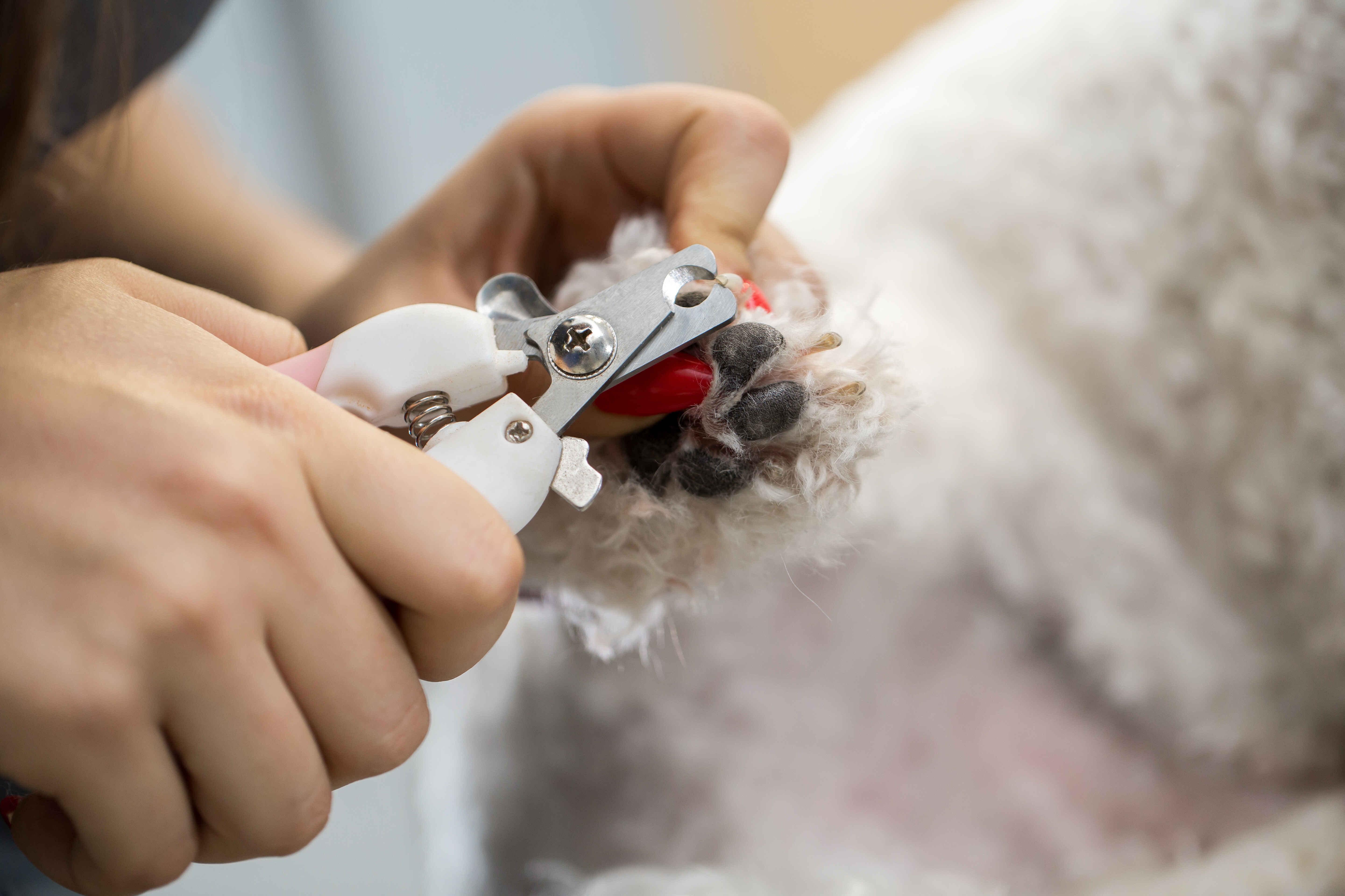 Dog nail trimming service as part of dog grooming costs and routine grooming care