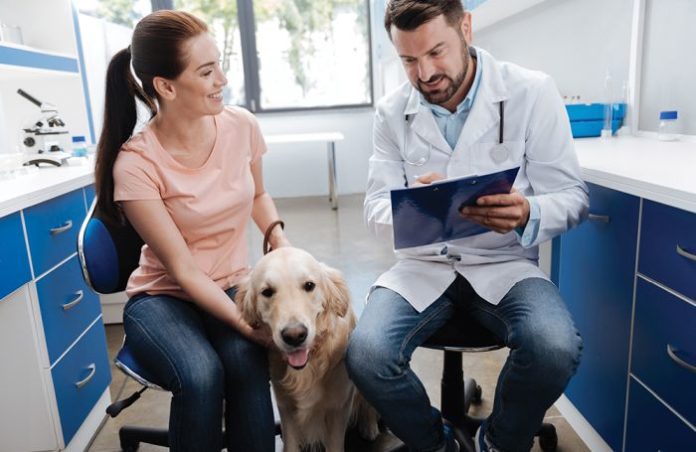 pet owner and veterinarian discussions