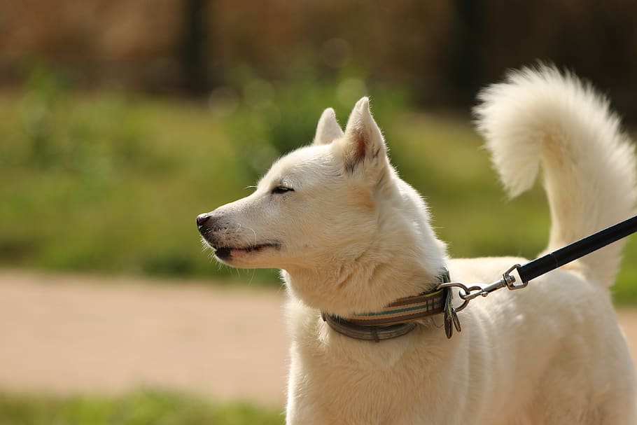 Labrador Husky