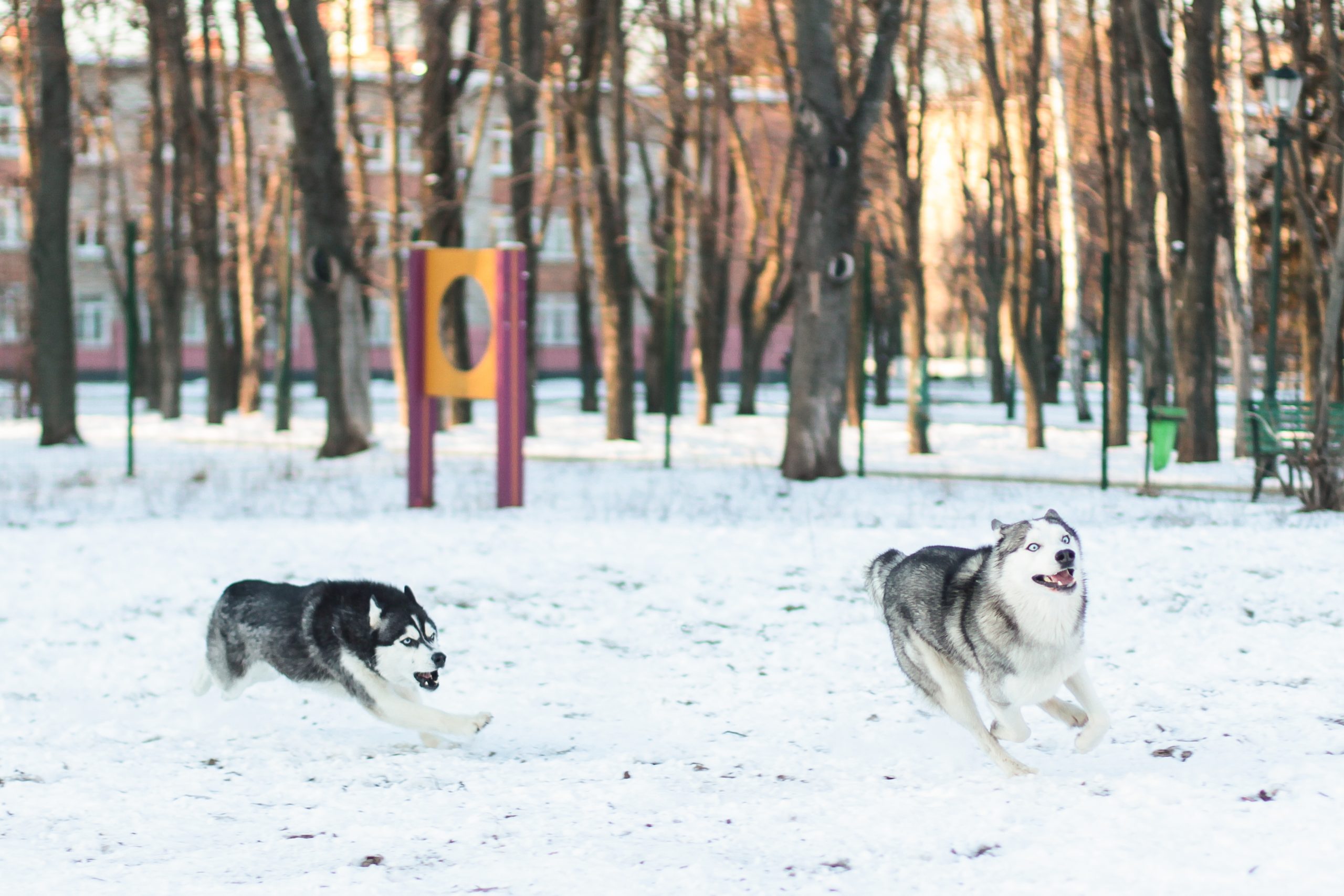 What is Husky Breed Basically?