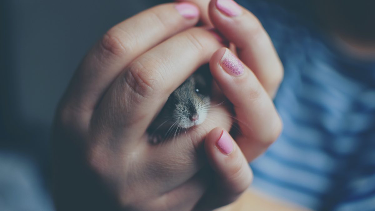 125 Cute Names for Girl Hamster